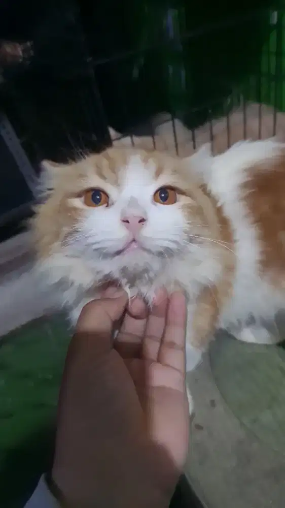 Kucing persia bigbone
