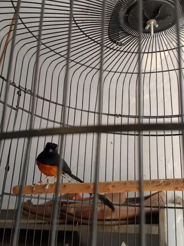 Burung Murai Batu