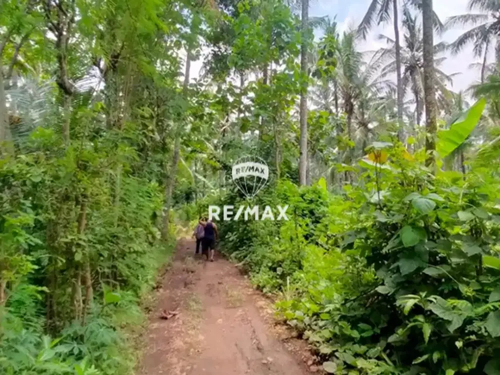 DIJUAL TANAH SAWAH KELIR-KALIPURO, BANYUWANGI