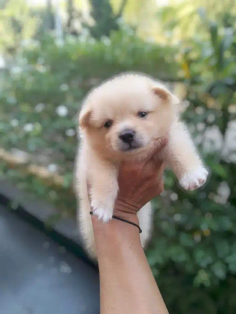 Anak Anjing Pomeranian/ pom