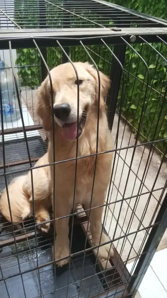 Jual Golden Retriver usia 7 bulan