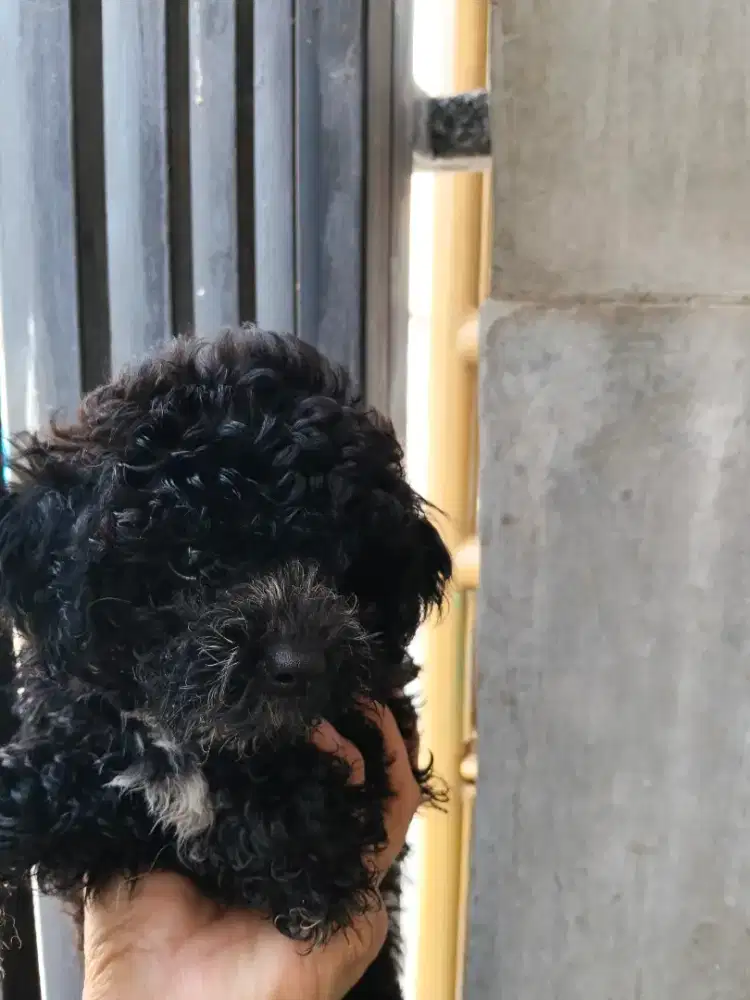 Black Toy Poodle Female