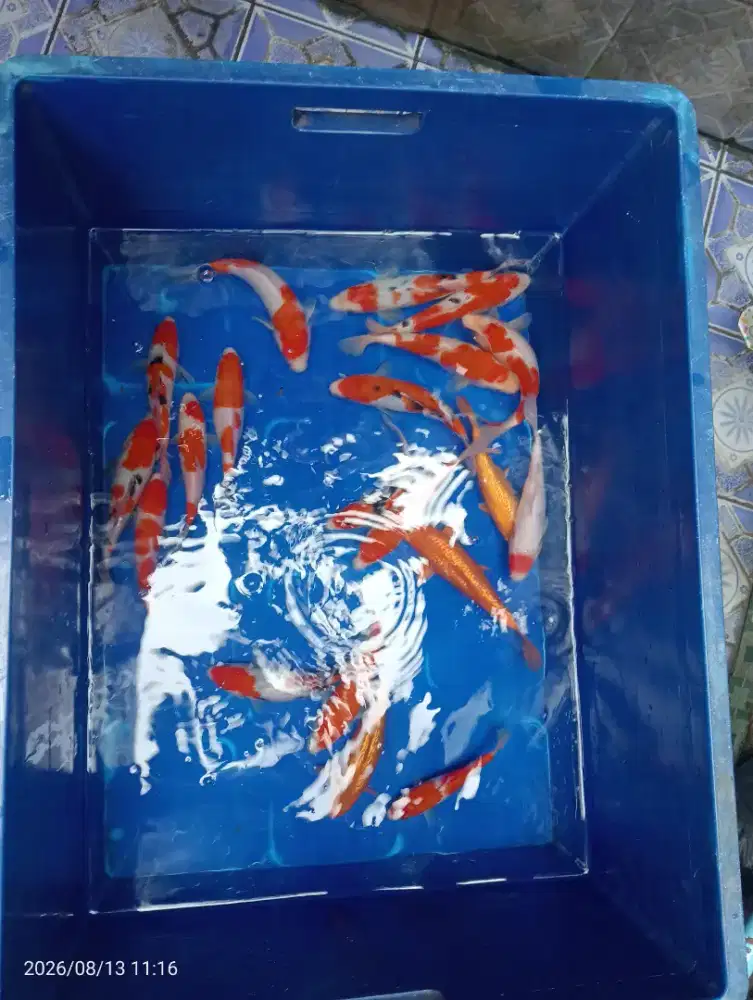 IKAN KOI BLITAR
