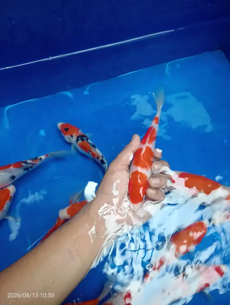 IKAN KOI BLITAR