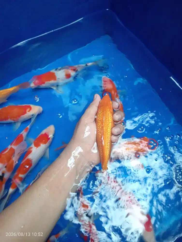 IKAN KOI BLITAR