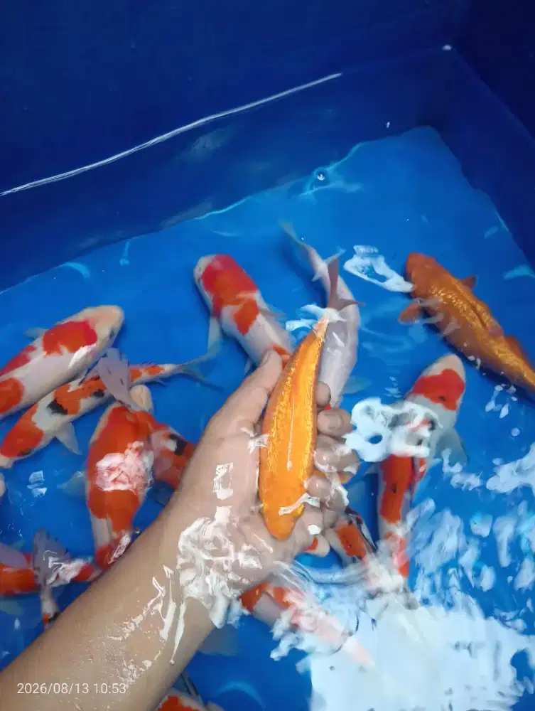 IKAN KOI BLITAR
