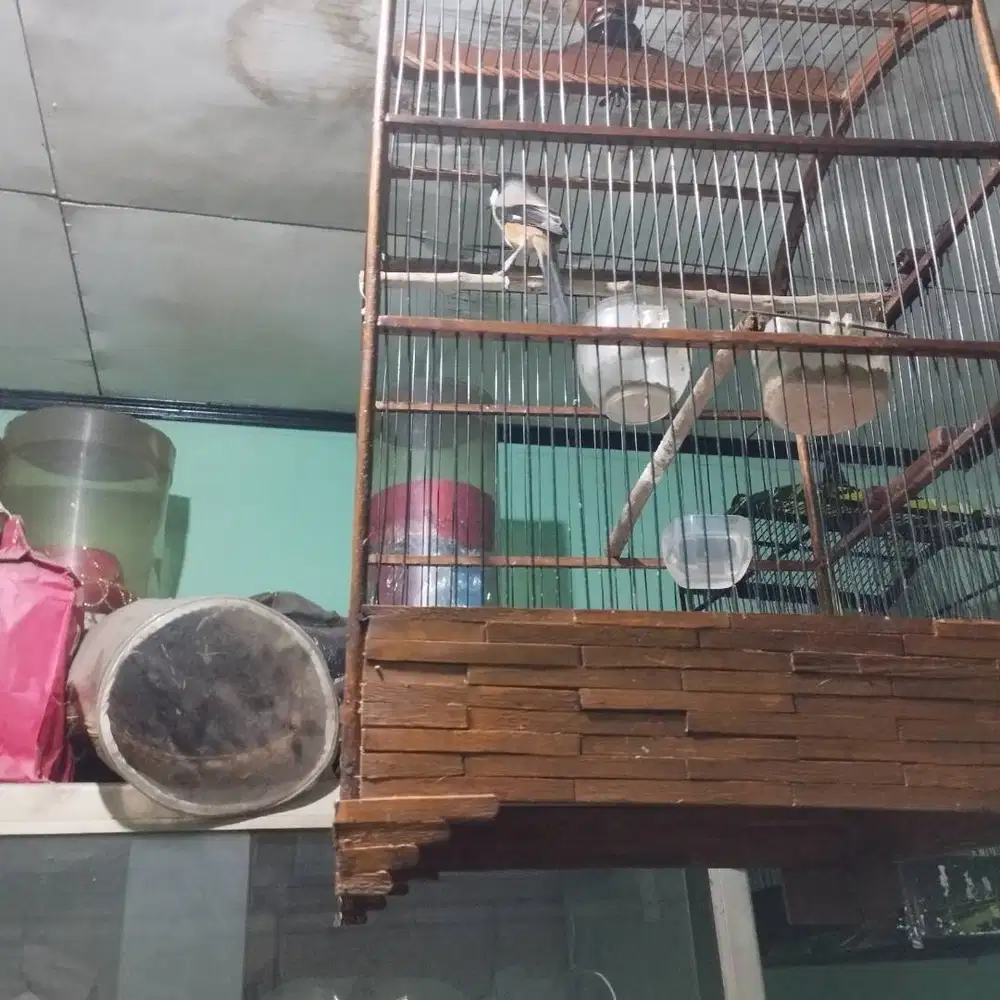 Burung pentet Jawa Timur blangkon deker mulus fulset