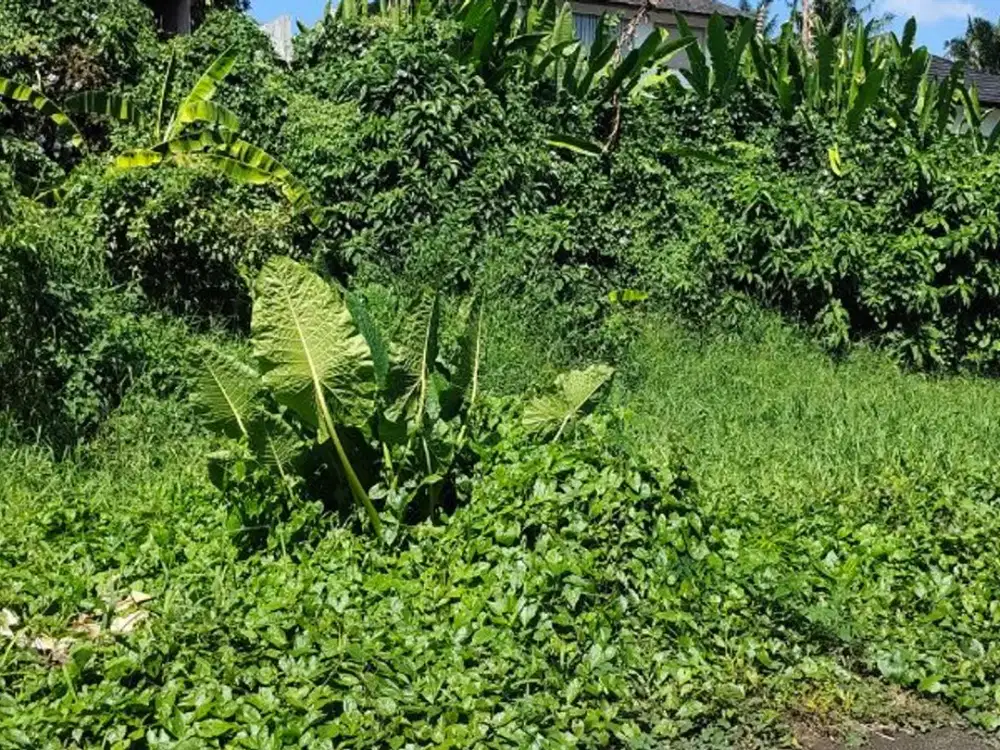 TANAH LOKASI STRATEGIS COCOK UNTUK VILLA DI TIBUBENENG CANGGU