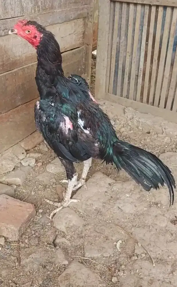 Ayam pakoy umur 7 bln