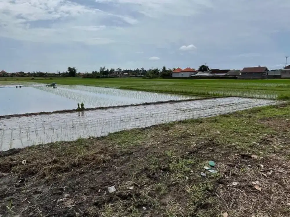 TANAH DUSUN DUALANG KABA-KABA TABANAN