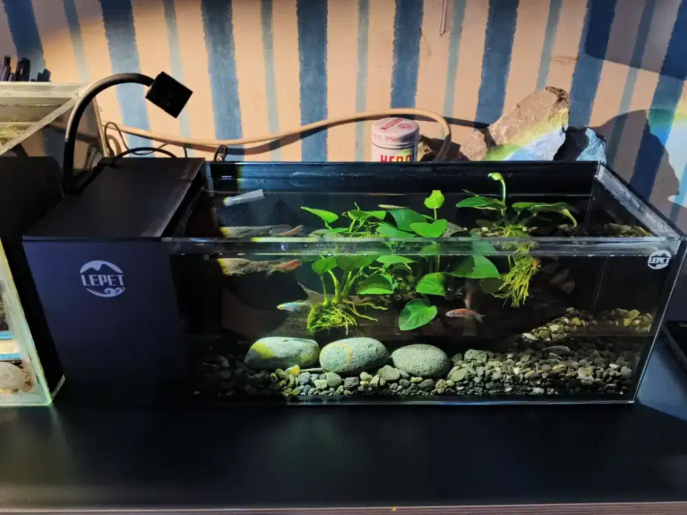 Aquarium lepet murah