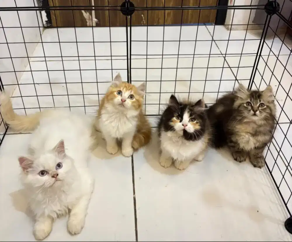 kucing kitten anakan persia anggora ragdoll mainecoon british scottish