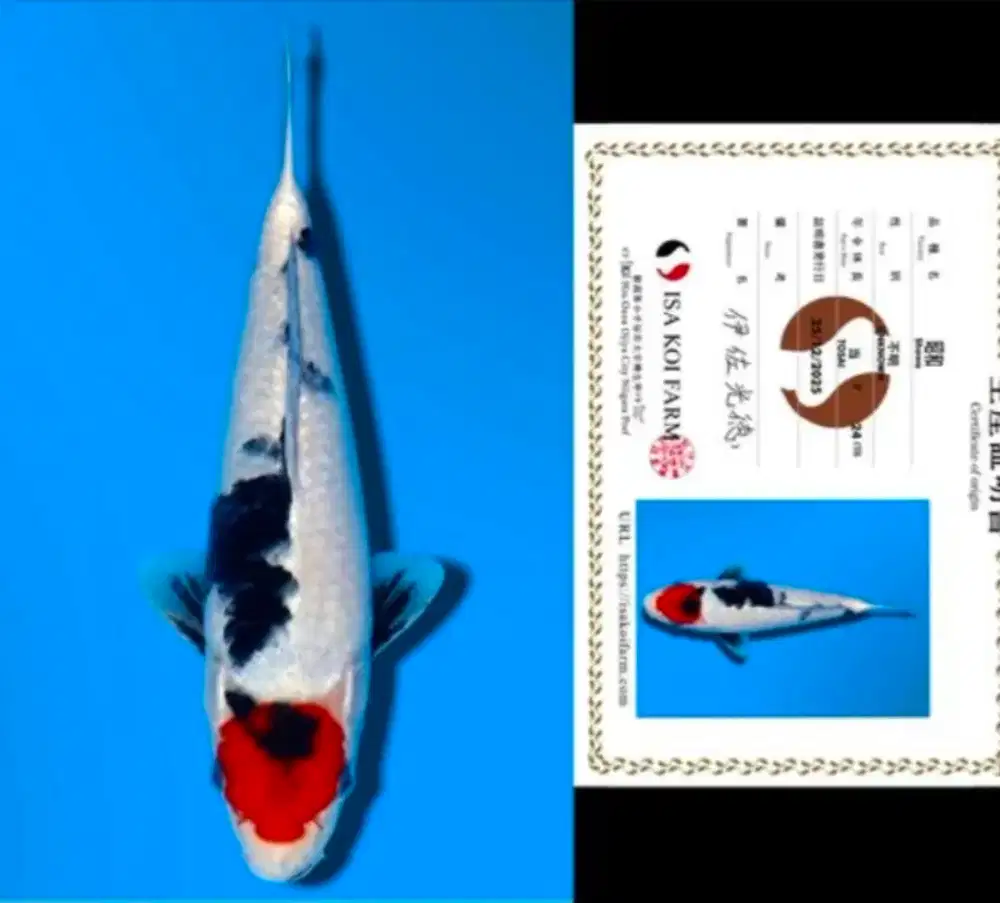 IKAN KOI Import