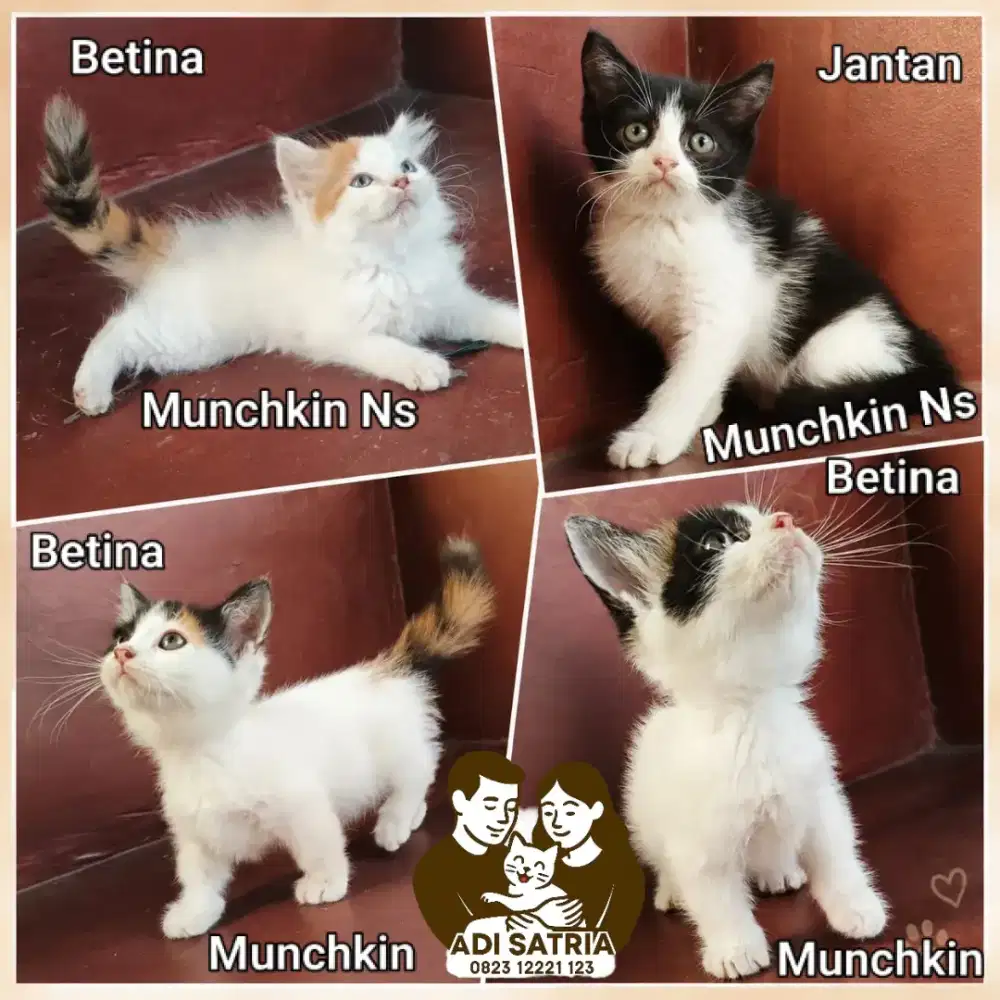ADOPSI KUCING KITTEN MUNCHKIN – MUNCHKIN NS