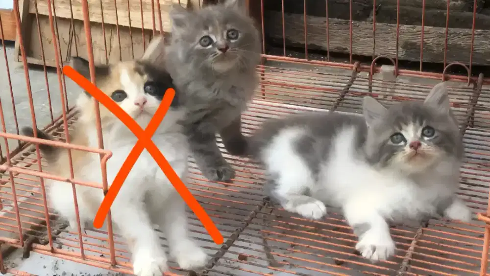 Kucing kitten persia dan flatnose / anggora / himalaya / peaknose
