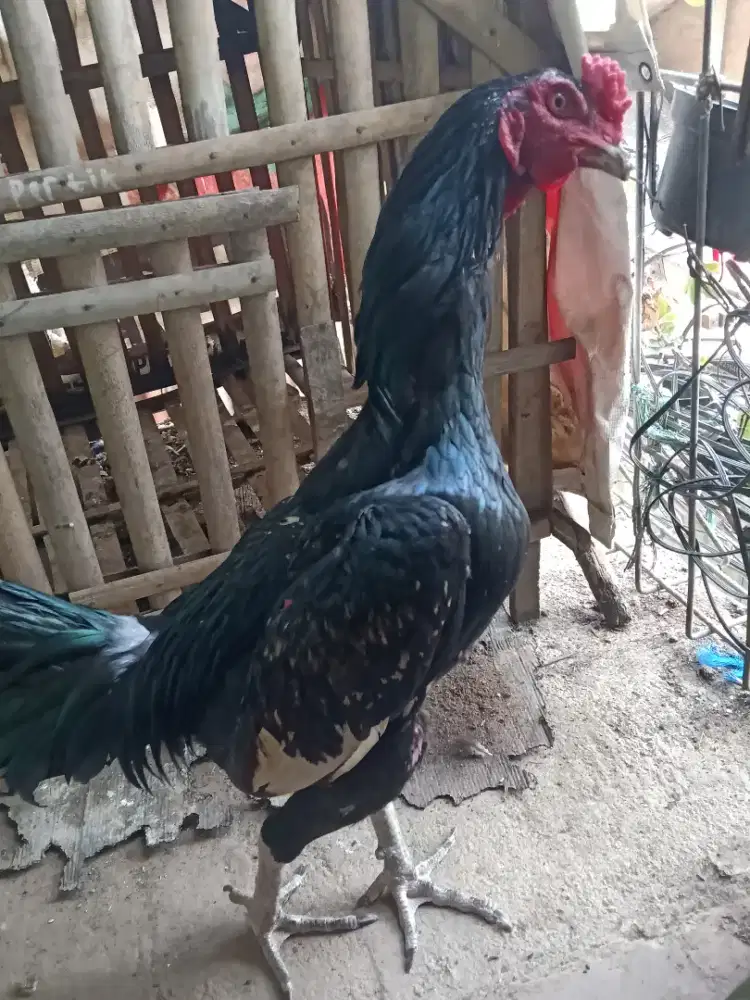 Ayam bangkok mangon