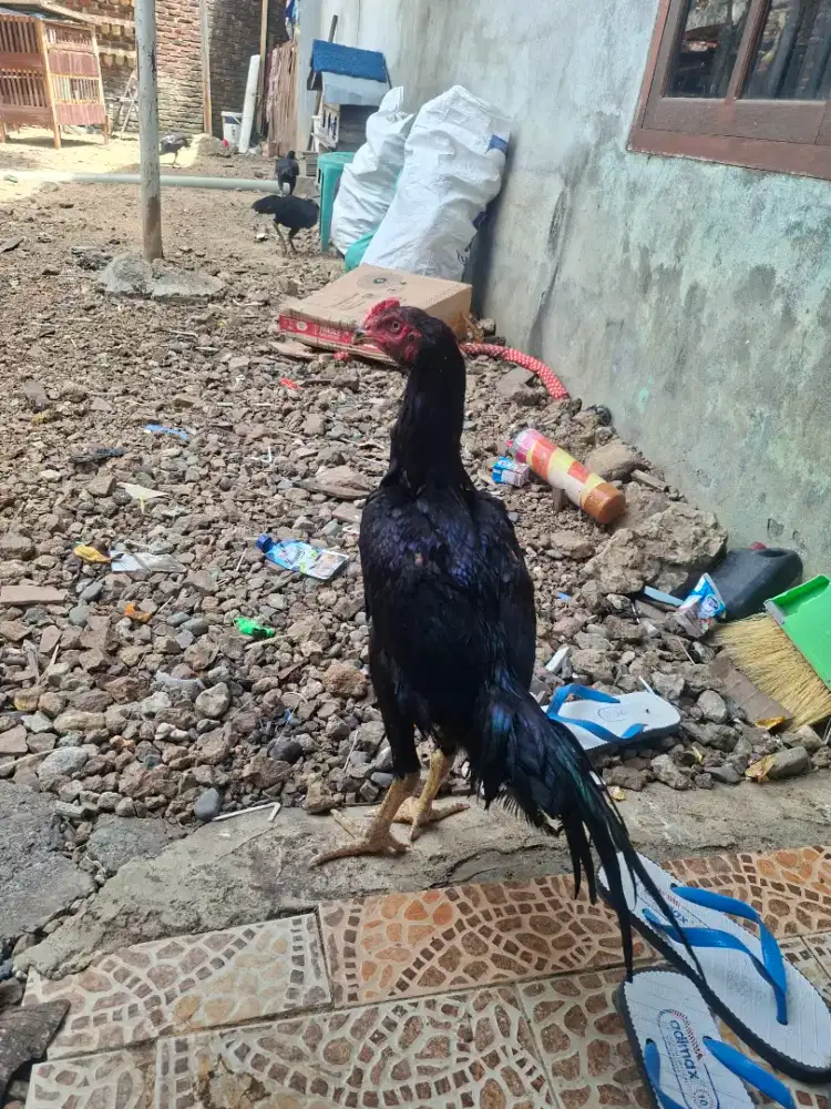Ayam bk umur 6 bln