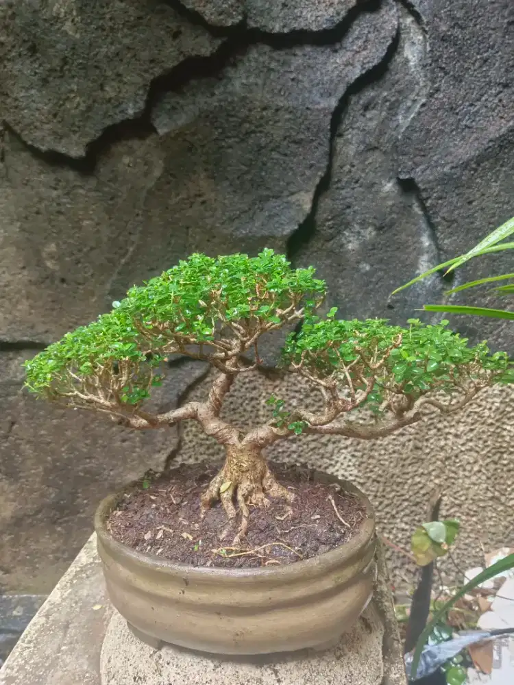 Bonsai sancang sudah pecah akar