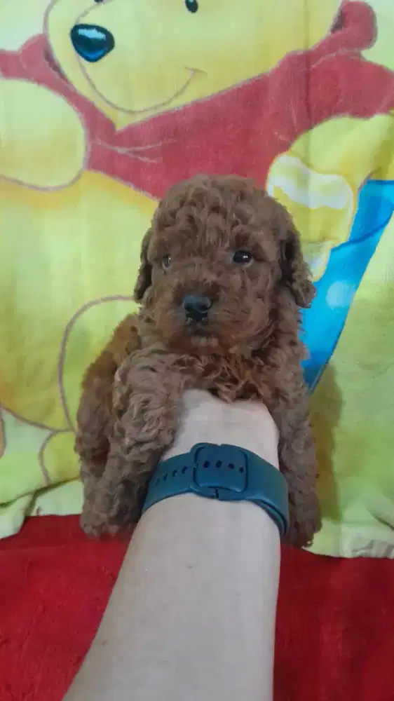 Red Toy Poodle Jantan