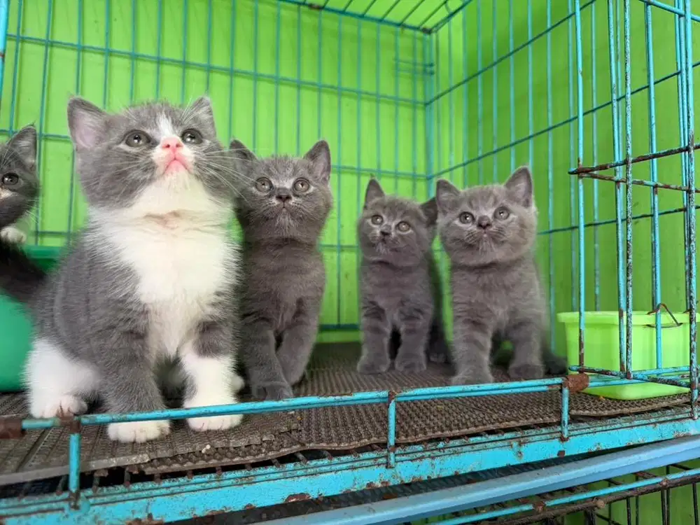 British shorthair