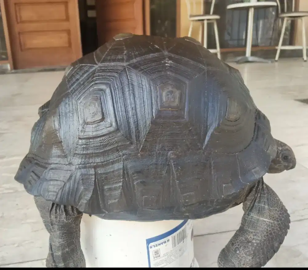 Aldabra Super Dome. Rare