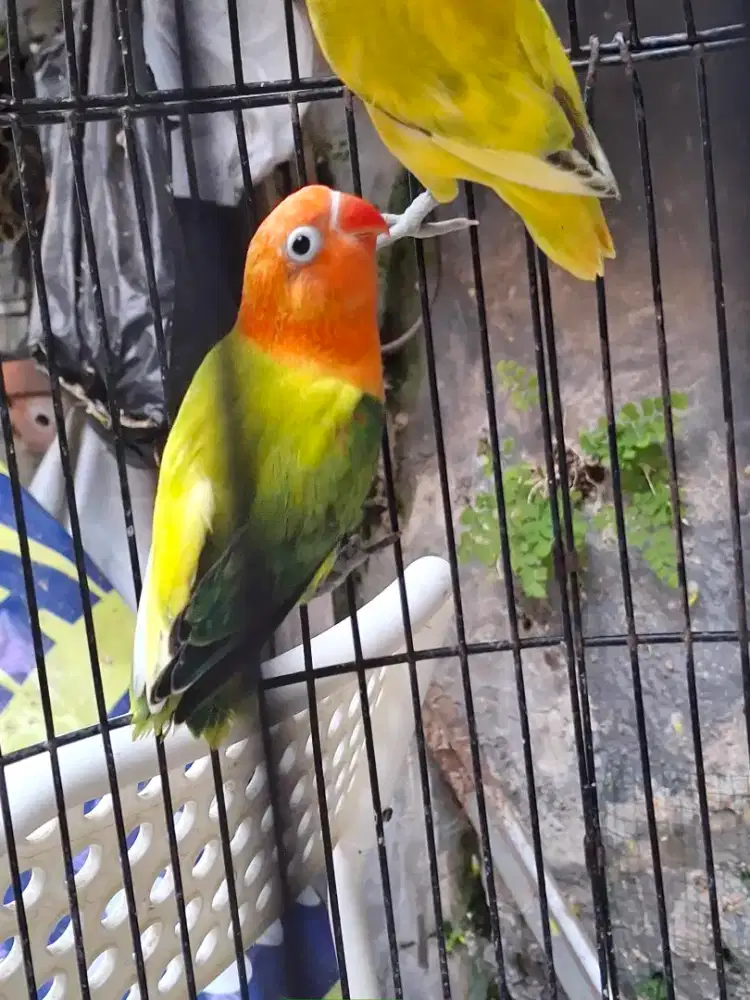Lovebird love bird ahalf
