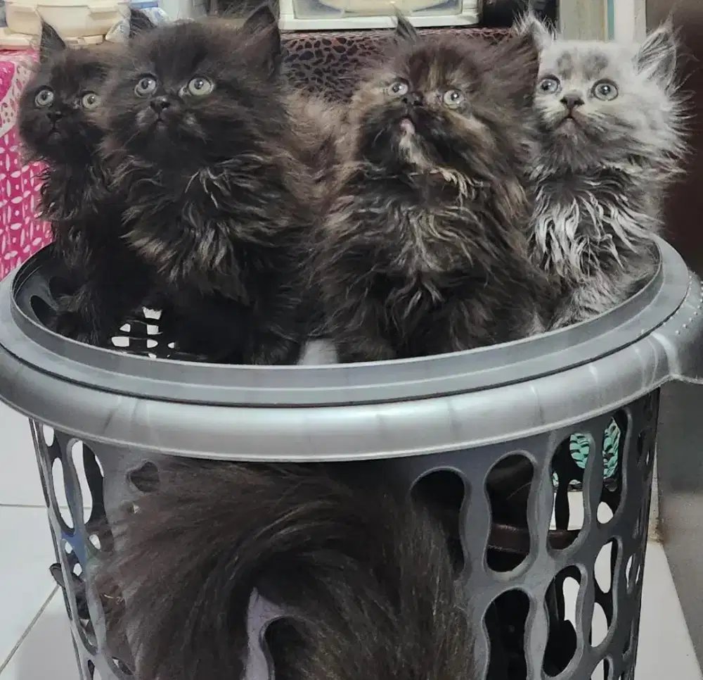 Kucing mix peaknose