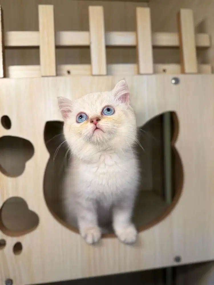 Kitten Kucing bsh british short hair