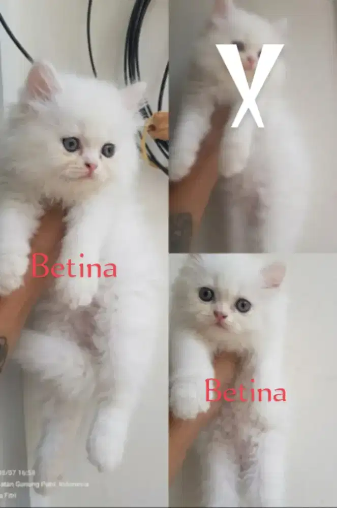 Kitten Persia Flatnose