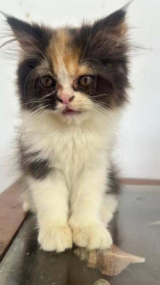 Kucing anakan persia