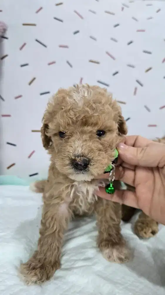 Ready anakan poodle puppy jantan & betina