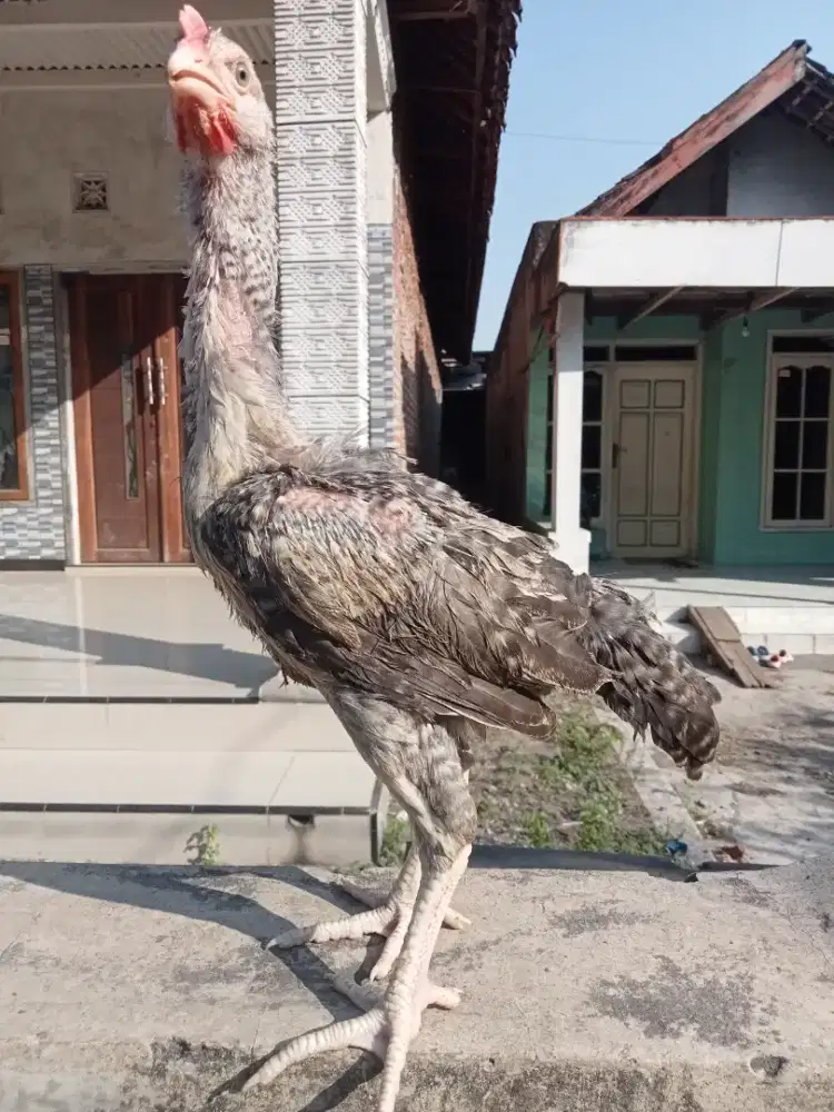 Ayam pelung betina umur 3 bulan.