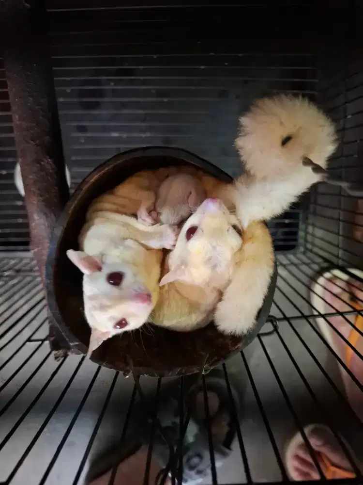 Sugar glider Creamino