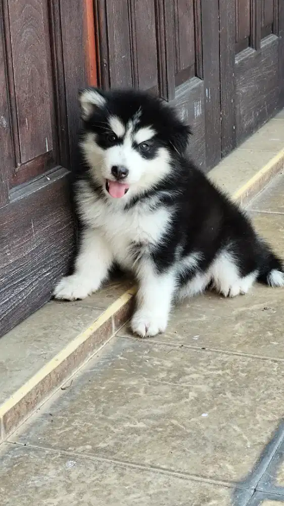 Dijual Siberian Husky Big Bone Good Quality