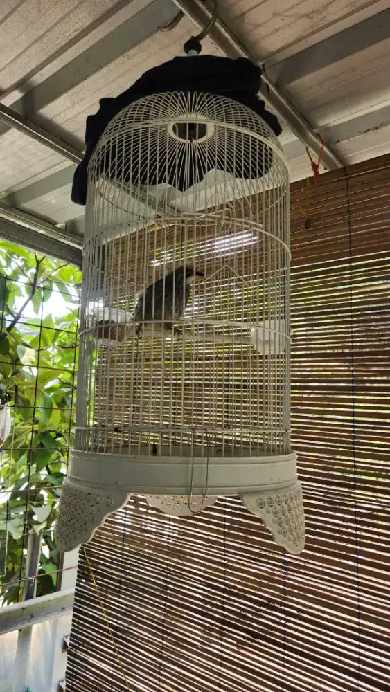 Dijual murah burung cucakrowo / cucakrawa