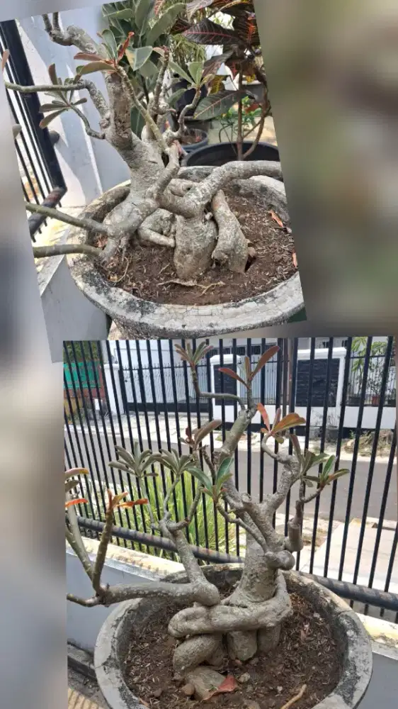 Bunga Kamboja jepang 2 phn