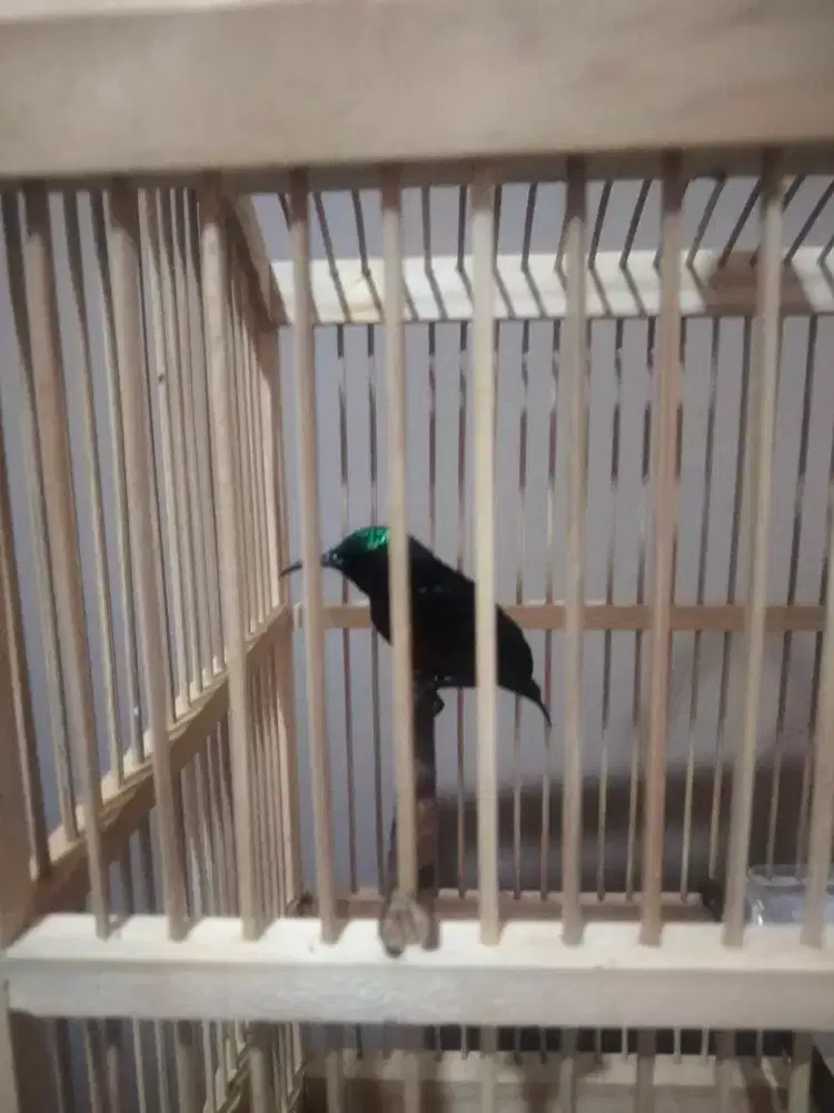 Bismillah di jual burung konin hasil rawatan untuk masteran burung MB
