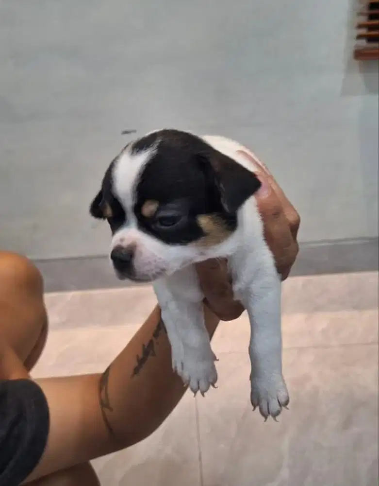 chihuahua usia 7minggu