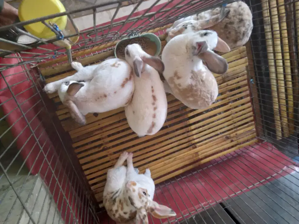Kelinci hias REX BULI KARPET