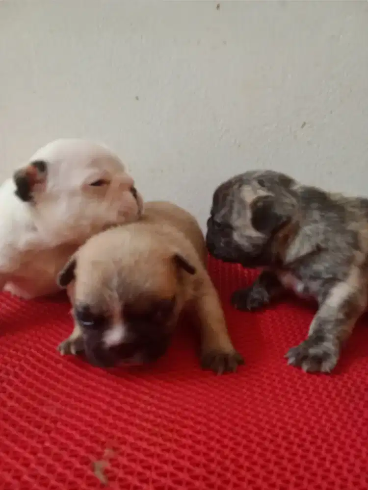 FRENCH BULLDOG MALE