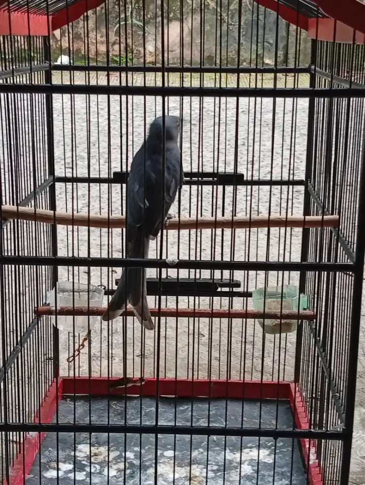 Burung srigunting abu rajin bunyi