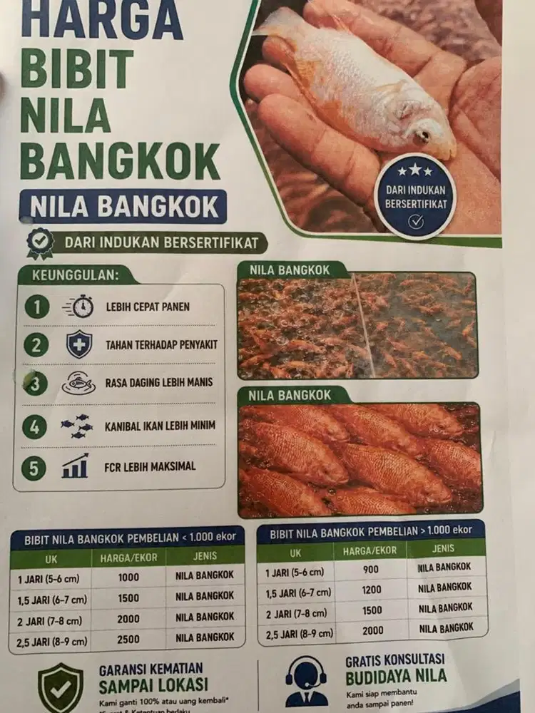 Bibit nila merah bangkok dan lele sangkuriang