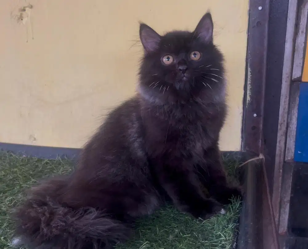 Kucing ras persia jantan 3 bln