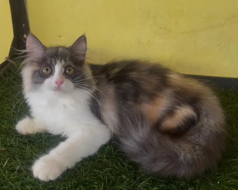 Kucing ras persia kitten betina 3 bln