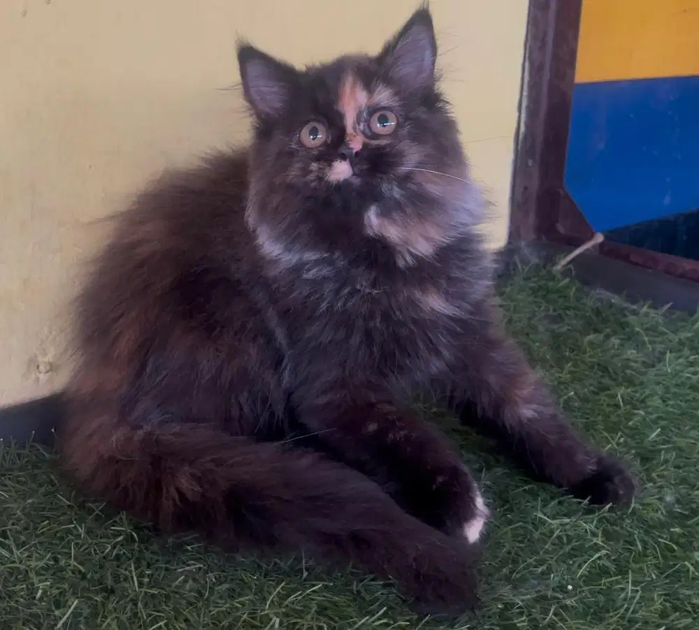 Kucing ras persia kitten betina 3 bln