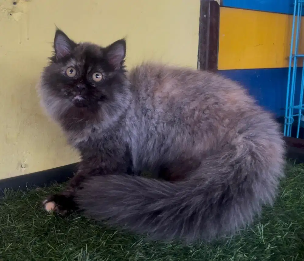 Kucing ras persia kitten betina 3 bln