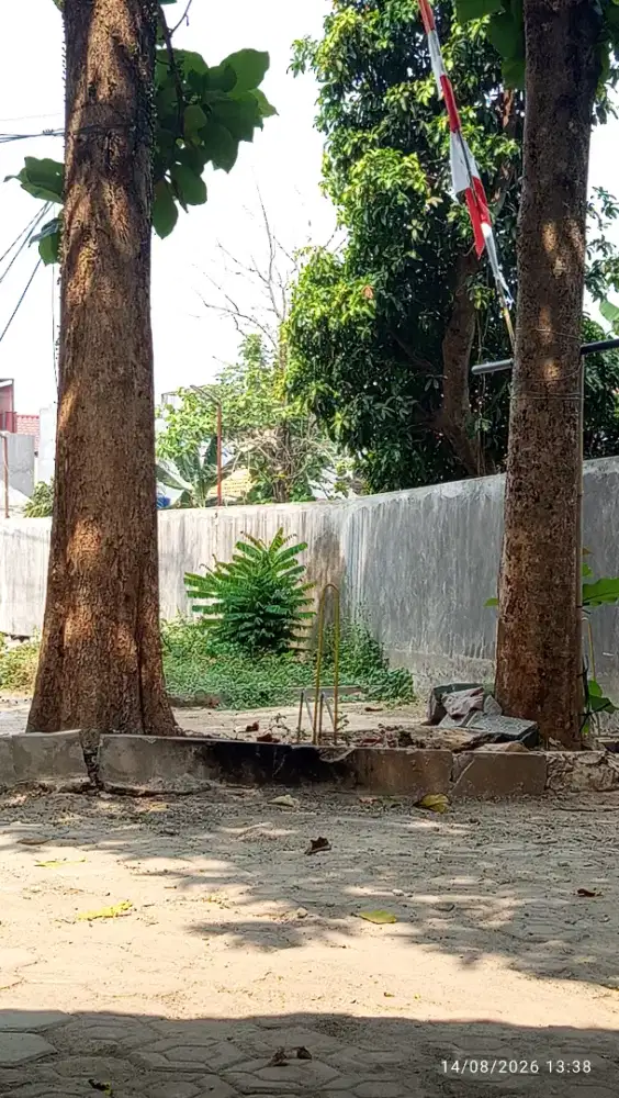 Pohon Jati Utuh Jual Lelang Masjid