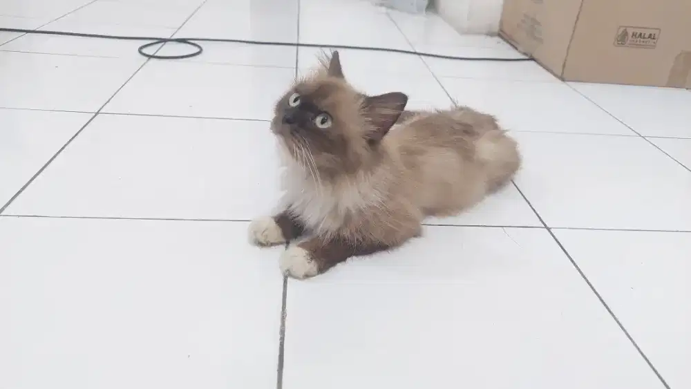 Kucing siam x ragdoll