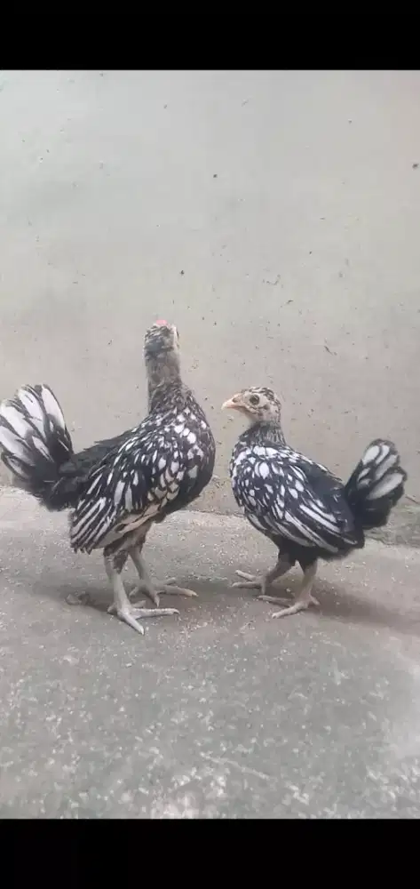 Ayam batik itali (1 pasang)