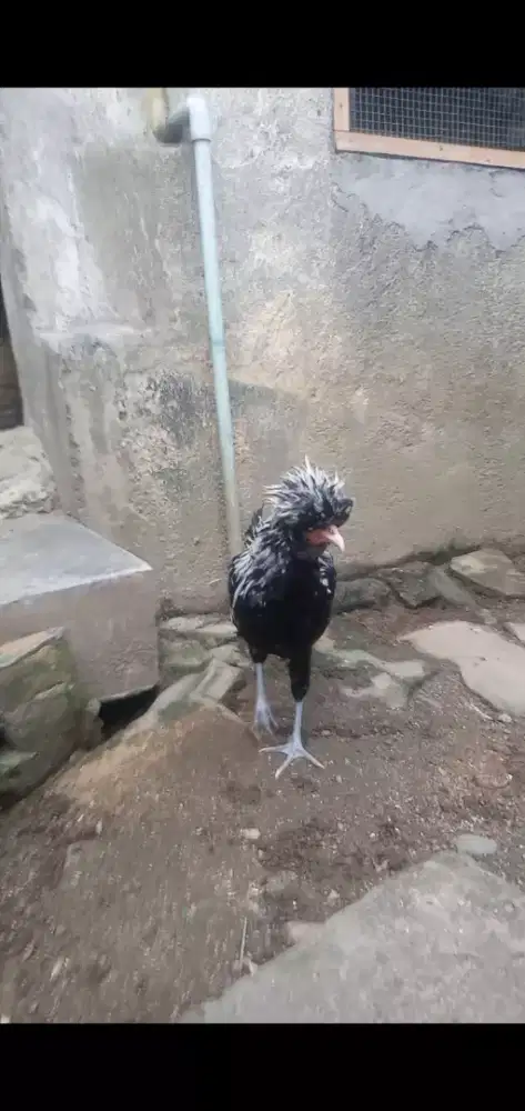 Ayam Poland silverlaced jantan